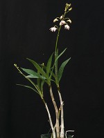 Dendrobium Delicatum 'Madam'
