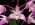 Dendrobium Hamana Smile 'Autumn Splendor'