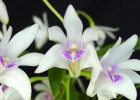 Dendrobium kingianum var. Silcockii