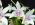 Dendrobium kingianum var. Silcockii