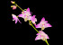 Dendrobium kingianum 'Maryjane'