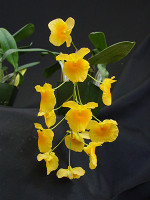 Dendrobium lindleyi