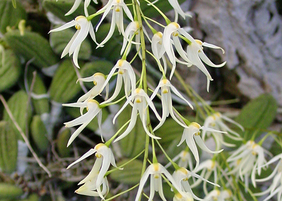 Dendrobium linguiforme var. nugentii