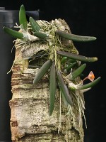 Dendrobium prenticei