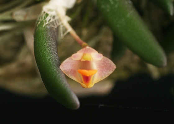 Dendrobium prenticei