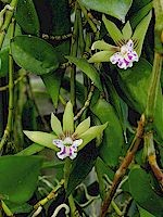 Dendrobium pugioniforme