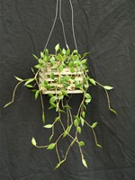 Dendrobium pugioniforme