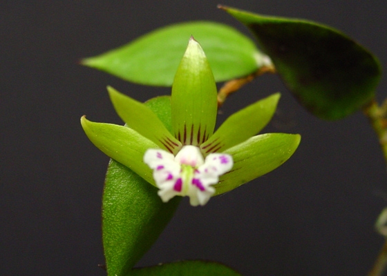 Dendrobium pugioniforme