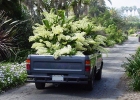 Dendrobium speciosum