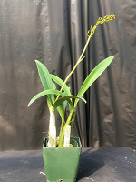 Dendrobium speciosum var. pedunculatum