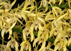 Dendrobium speciosum var. speciosum 'Golden Girl'