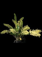 Dendrobium speciosum var. speciosum 'Golden Girl'