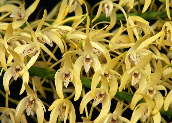 Dendrobium speciosum var. speciosum 'Golden Girl'