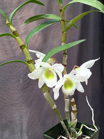 Dendrobium Super Ise-Ise