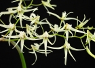 Dendrobium teretifolium