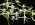 Dendrobium teretifolium