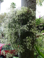 Dendrobium teretifolium var. West Sydney form
