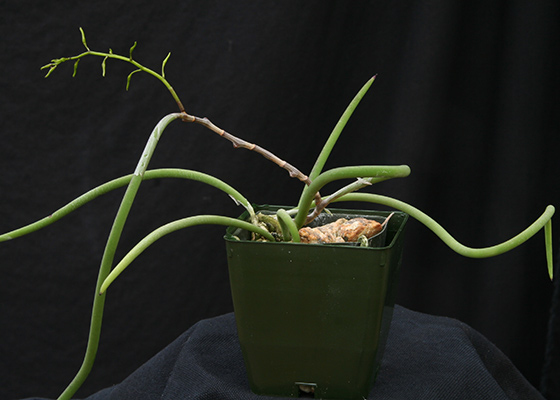 Dendrobium teretifolium var. West Sydney form