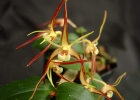 Dendrobium tetragonum