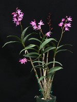 Dendrobium Two Kings 'Dazzling Jewel'