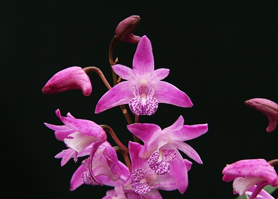 Dendrobium Two Kings 'Dazzling Jewel'