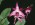 Dendrobium Warragul 'Cosmos'