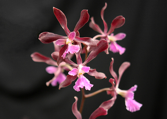 Encyclia (Mem Alberto Mulas x hanburyi)