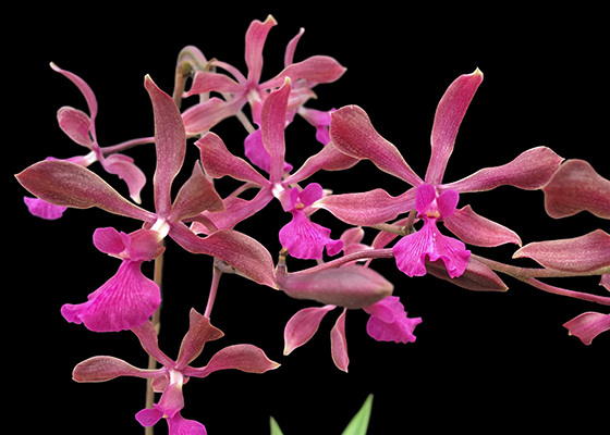 Encyclia (Purple Glory x hanburyi)