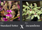 Encyclia (Standard Setter x incumbens)