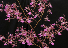Encyclia Anza