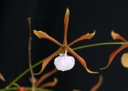 Encyclia bractescens