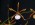 Encyclia bractescens