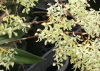Encyclia incumbens - Seedlings