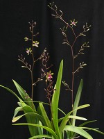 Encyclia Isle of Skye