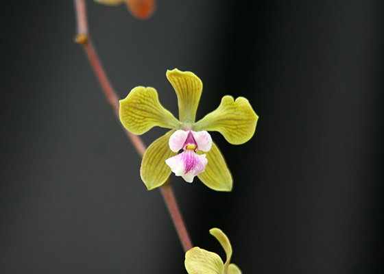 Encyclia Knoydart Spring