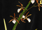 Encyclia Louis Felipe 'Plumed Arrowhead'