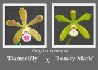 Encyclia tampensis (Damselfly x Beauty Mark)