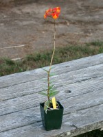 Epidendrum Burtonii