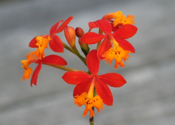 Epidendrum Burtonii