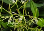 Epidendrum ciliare 'Santa Barbara'