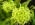Epidendrum difforme