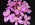 Epidendrum Gordons Pink