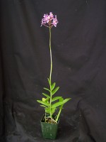 Epidendrum Gordons Pink