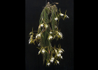 Epidendrum parkinsonianum