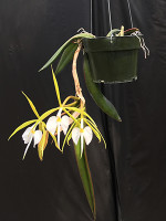 Epidendrum parkinsonianum