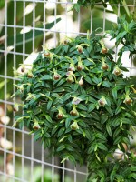 Epidendrum porpax 'St Nancy', CCM/AOS