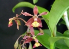 Epidendrum radioferens