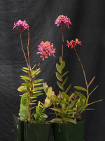 Epidendrum Raspberry Pom Pom