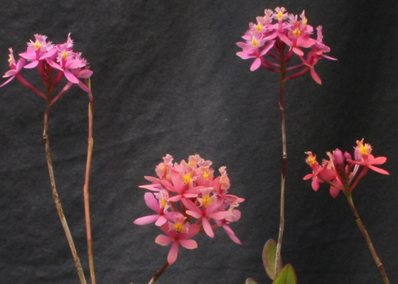 Epidendrum Raspberry Pom Pom