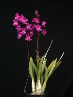 Epidendrum Rhody 'Kim', FCC/AOS